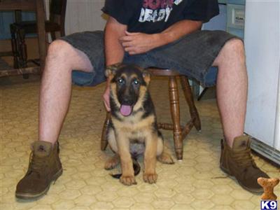 German Shepherd Puppies in FL